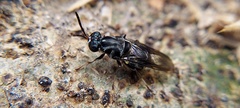 Cyphomyia