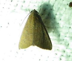 Anomis illita