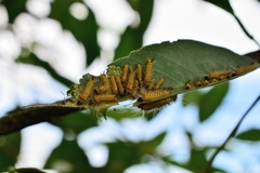 Halysidota ruscheweyhi