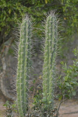 Stetsonia coryne
