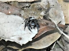 Evarcha