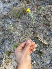 Hypericum myrtifolium