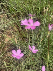 Dianthus mooiensis