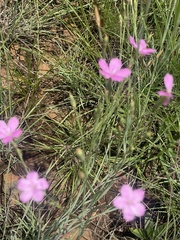 Dianthus mooiensis
