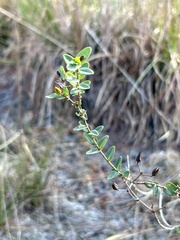 Hypericum myrtifolium