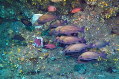 Hephaestus obtusifrons