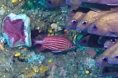 Sargocentron diadema