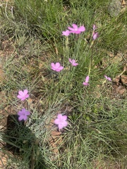 Dianthus mooiensis