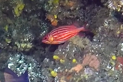 Sargocentron diadema