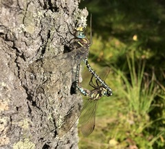 Aeshna subarctica