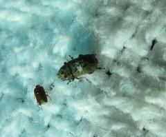 Toxonotus cornutus