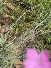 Dianthus mooiensis