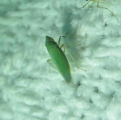 Draeculacephala inscripta