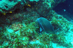 Polyamblyodon germanus