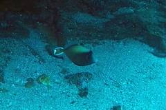 Sufflamen chrysopterum