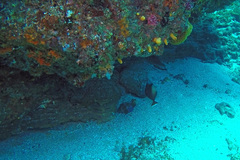 Sufflamen chrysopterum