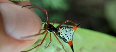 Micrathena schreibersi
