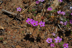 Linanthus orcuttii