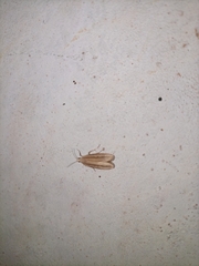 Lepidoptera