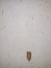 Lepidoptera