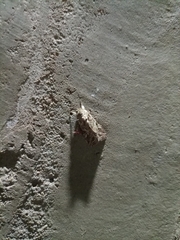 Lepidoptera