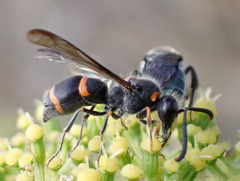 Ancistrocerus haematodes