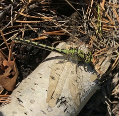 Ophiogomphus cecilia
