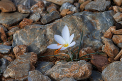 Crocus laevigatus
