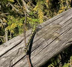 Ophiogomphus cecilia