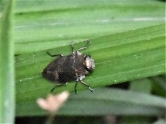 Chrysobothris dorsata