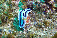 Chromodoris lochi