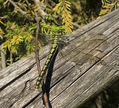 Ophiogomphus cecilia