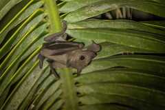 Rousettus aegyptiacus