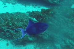Odonus niger
