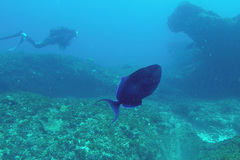 Odonus niger