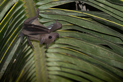 Rousettus aegyptiacus