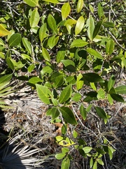 Cartrema americana