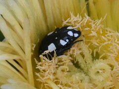 Mausoleopsis amabilis