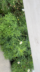 Argyranthemum frutescens