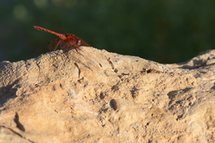 Trithemis arteriosa