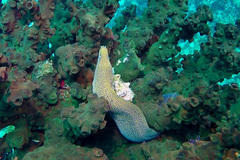 Gymnothorax flavimarginatus