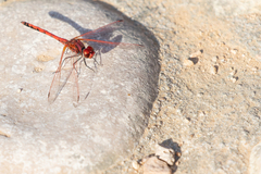 Trithemis arteriosa