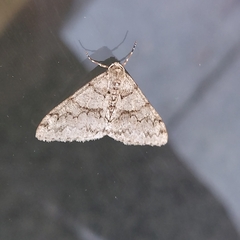 Phigalia denticulata