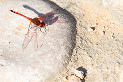 Trithemis arteriosa