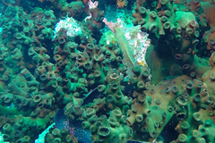 Gymnothorax flavimarginatus