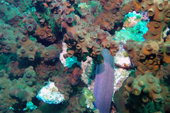 Gymnothorax flavimarginatus