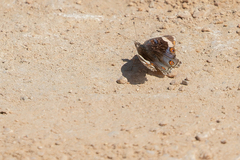 Junonia orithya