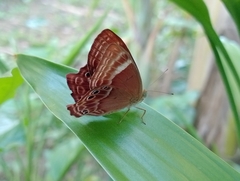 Abisara bifasciata