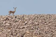 Gazella arabica