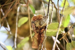 Chlorostilbon lucidus